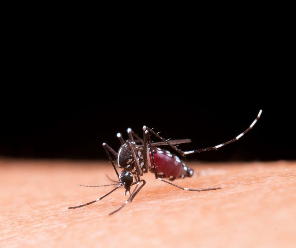 Parte semanal de dengue