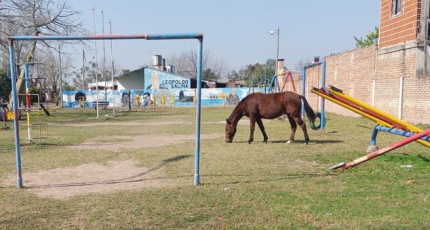 Preocupación en la comunidad: Caballos sueltos en espacios públicos